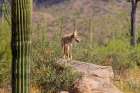 A coyote takes advantage of a rock to gain a better view. Art Print